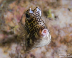 Curious cowfish from a night dive at Sunset Reef in Grand... by Jessica Whitney 